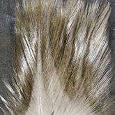 Hareline Coq De Leon Dun tail fibers close-up showing stiffness for durable nymph tails.