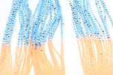 Hareline Dubbin Crab Crusher Legs Blue Barred Clear for fast rigs
