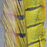 Hareline Dubbin yellow ringneck pheasant tail feathers close-up for nymph ties