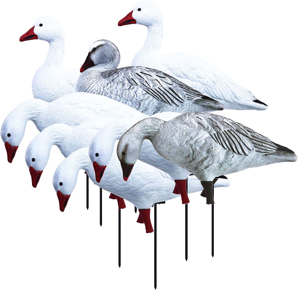 Higdon Outdoors APEX Sentry goose decoy boosts field visibility and realism.