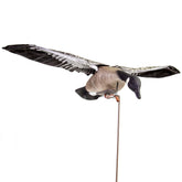 Higdon Outdoors Clone demonstrates lifelike wing beat motion for realistic waterfowl decoys.
