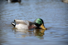 Higdon Outdoors XS swimmer decoy mallard drake mid-swim for realism.