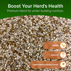 Hit List Seed deer-plot chicory-alfalfa close-up showing leafy forage to attract deer