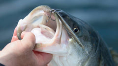 Hogy Epoxy Jig Lure surface swim minnow action attracts predators