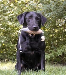 HuntEmUp Dove Scent training dummy captures scent cues for discrimination drills.