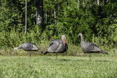 Hunters Specialties Strut-Lite Feeding Hen decoy indicates secure area and supports ambush setups.