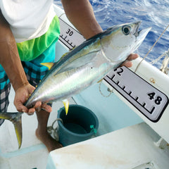 Hzkaicun fish ruler non-slip surface during wet measurements on deck.
