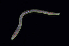 Jackall Flick Shake 3.8 inch shows end waves boosting lure appeal for bass.