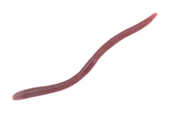 Jackall Flickshake 3.8in two-tone Dobworm with glossy roll action attracts bass