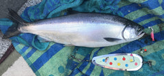 KOKOPROS Kokanee salmon flasher in action shows teardrop design for lifelike movement