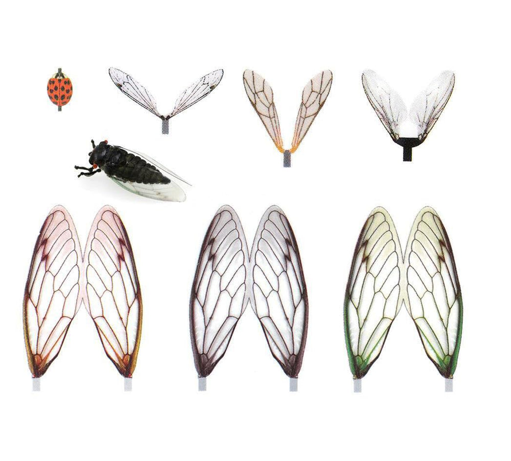 KTGCOZS realistic cicada wing pack for quick, ready-to-use fly tying.