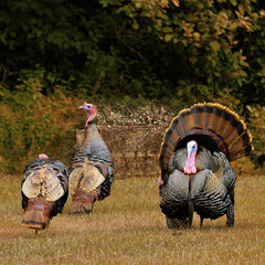 Lenotos ground blind with silent window design supports stealth during hunting.