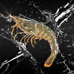 Live shrimp holder design showing easy operation