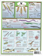 Illustrations of live bait rigs diagrams