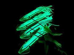 Lobo Lures SquidNation Daisy Chain Glow, enhances attraction in low light conditions.