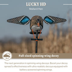Lucky Duck realistic paint scheme on hen mallard decoy for field realism