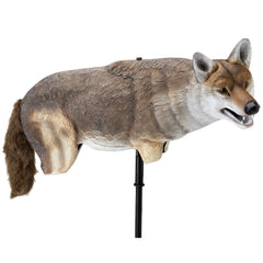 Lucky Duck Yote Coyote Decoy with glass eyes, deters ducks and geese on greens.