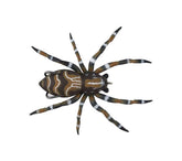 Lunkerhunt Phantom Spider lure 2.5 inches with realistic action for bass
