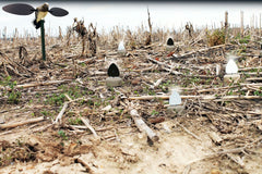 MOJO Dove-A-Flicker decoy set drawing doves from long range for better positioning.