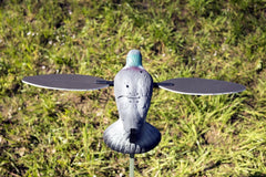 MOJO Outdoors full-body pigeon decoy spread in open field for realism
