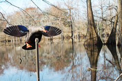 MOJO Outdoors Mini Mallard Hen decoy wings-on detail simulates motion and draws attention