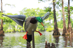 MOJO Outdoors Wind Duck durable build withstands harsh outdoor conditions for season-long use.