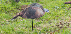 Montana Decoy Spring Fling 2-D hen decoy highlighting simple, affordable realism.
