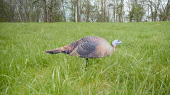 Montana Decoy Spring Fling decoy in field setup pairs with Jake-Purr-Fect.