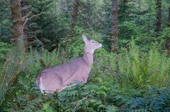 Realistic Dreamy Doe rut lure for field setups.
