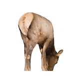 Montana Decoy Miss September cow elk decoy in feeding pose calms wary bulls