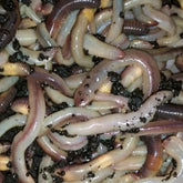 Live Canadian nightcrawlers 4-6 inches in a tray