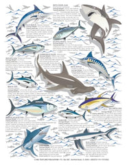 North Atlantic coast saltwater fish identification quick reference guide