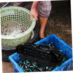 POPETPOP portable fishing cage design for easy transport and quick baiting