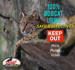 PredatorPee label closeup shows 100% bobcat urine authenticity and branding.