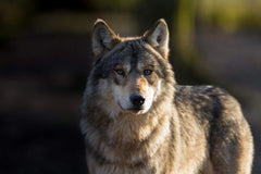 PredatorPee Wolf Pee granules closeup highlighting natural scent cues used for territory awareness.