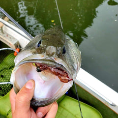 Rabid Baits Rabid Craw close-up highlights textured body for realistic crawling action.