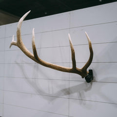 RH1 XL-360-degree-rotation enables precise positioning of large antlers.