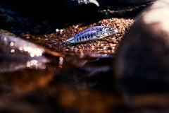 Rapala Countdown Elite 55 Gilded Iwana swim-action: smooth movement mimics live bait and attracts predators.