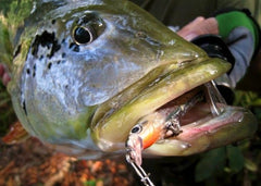 Rapala ULM06SB 3D eyes enhance lure realism for panfish and trout.