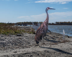 Real-Geese Gen 3 Sandhill Crane decoy rear pose C from behind for depth