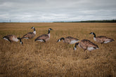 Real-Geese Vivid Series silhouette decoy pose 1 enhances realism for convincing field spreads.