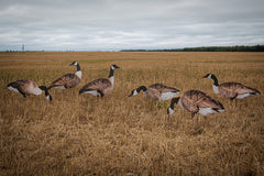 Real-Geese Vivid Series silhouette decoy pose 1 enhances realism for convincing field spreads.