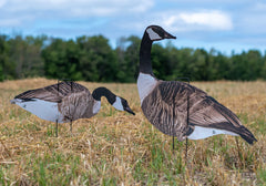 Real-Geese Vivid Series silhouette decoy pose 3 adds depth to your spread for visibility.
