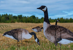 Real-Geese Vivid Series silhouette decoy pose 4 creates varied angles to attract birds.