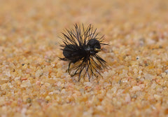 Region Fishing black foam ant dry fly on Mustad hook 14, ready for bank-side trout