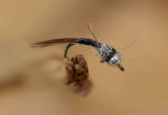 Region Fishing Black Ops Rainbow Warrior Midge Nymph assembly with 12 flies.