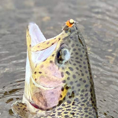 Region Fishing euro nymph setup highlights a durable pattern for caddis imitation