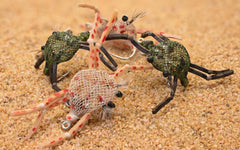 Region Fishing Flexo Crab Fly tan for permit and bonefish presentations.