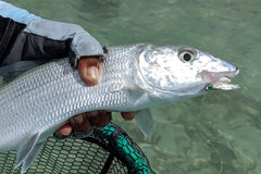 Region Fishing Mustad Signature Duratin hooks on saltwater fly with durable finish