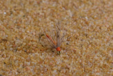 Region Fishing Orange Partridge Nymph Soft Hackle assortment, four flies per hook size for versatile fishing.